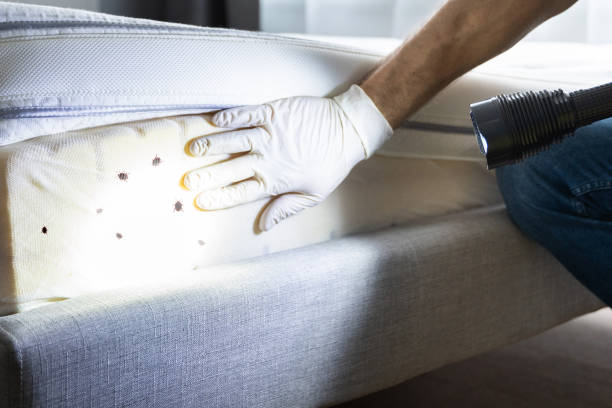 Best Mosquito Control Services  in Union City, OK